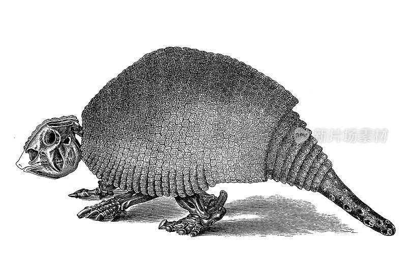 Panochthus是雕齿兽的一种已经灭绝的属，在更新世时期生活在阿根廷、巴西、玻利维亚、巴拉圭和乌拉圭的Gran Chaco-Pampean地区